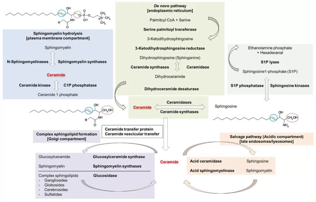 Figure 2. Sphingolipid metabolism (S.M. Crivelli et al., 2020).